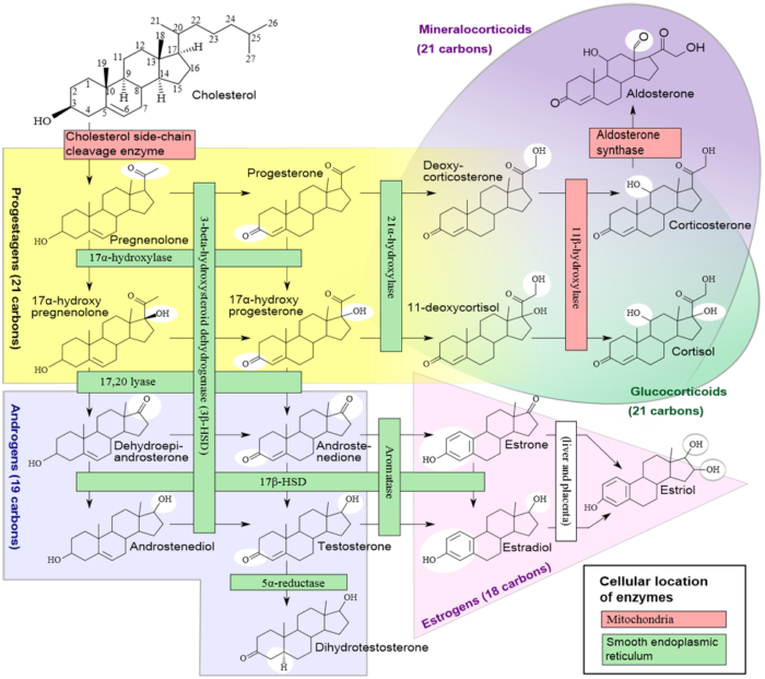 Hormone Chart Sex Hormones Beyond 1275